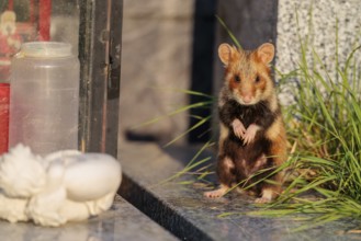 A European hamster (Cricetus cricetus) stands on a grave in the evening sun, searching for food.