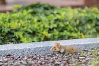 A European hamster (Cricetus cricetus) runs across graves in search for food. Vienna, Austria