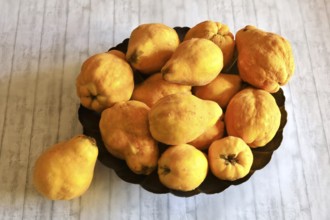 Picturesque still life with quinces, autumn, Germany