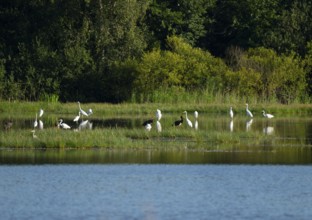 Black storks (Ciconia nigra) and great egret (Ardea alba) in the shallow water zone of a pond,