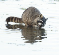 Raccoon (Procyon lotor), looking for food in the shallow water zone of a lake, Lower Saxony,