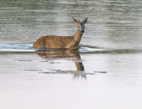 Deer (Capreolus capreolus), young roebuck running through the shallow water zone of a lake, Lower