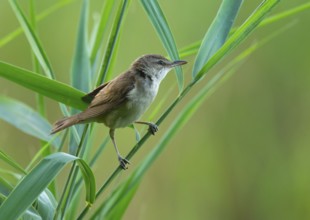 Thrush warbler (Acrocephalus arundinaceus) on a reed, reed (Phragmites australis), Lower Saxony,