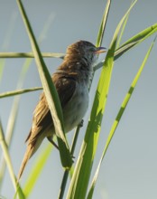 Thrush warbler (Acrocephalus arundinaceus) on a reed, reed (Phragmites australis), Lower Saxony,