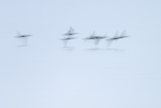 Heron duck (Aythya fuligula), heron flying over a lake, motion blur, long exposure, pull, mopping