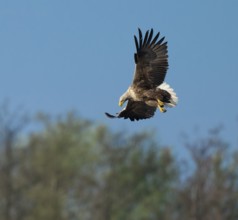 White-tailed eagle (Haliaeetus albicilla) in flight looking for food, Lower Saxony, Germany