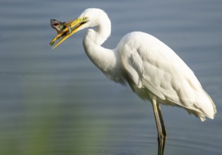 Great egret (Ardea alba) stands in the shallow water zone of a wetland with a fish in its beak,