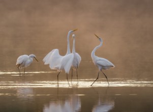 Great egrets (Ardea alba) stand in the warm orange morning light in the shallow water zone of a