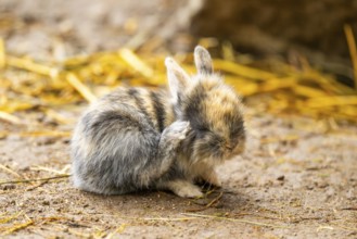 Domesticated rabbit (Oryctolagus cuniculus forma domestica) standing on the ground, Austria