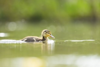 Wild duck (Anas platyrhynchos) chick swimming on a lake, Bavaria, Germany