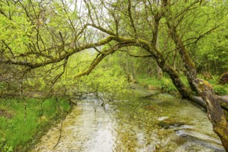 Lanscape of a little stream flowing through the forest in spring on a rainy day, Bavaria, Germany