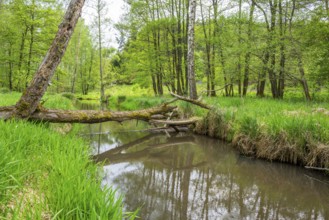 Lanscape of a little stream flowing through the forest in spring on a rainy day, Bavaria, Germany