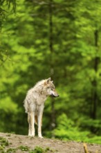 Eurasian wolf (Canis lupus lupus) in a forest, Austria