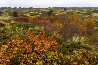 Dune sheep of Ostplate, in the east of the East Frisian island of Spiekeroog, autumn, brown dunes,