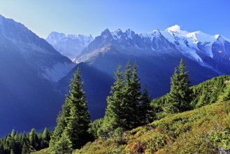 Mountain forest in an autumnal landscape with the snow-covered Mont Blanc massif in the background,