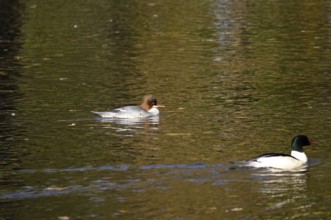 Goose sawers on a lake, autumn, Germany