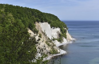 Chalk cliffs, chalk coast on the island of Rügen, Jasmund National Park, Mecklenburg-Western