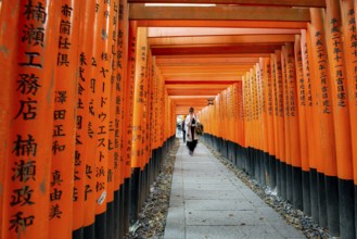 Visitors on a journey through hundreds of red traditional torii gates, Fushimi Inari-taisha, Shinto