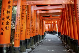 Walk through hundreds of red traditional torii gates, Fushimi Inari Taisha, Shinto Shrine, Fushimi