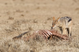 Black-backed jackal (Lupulella mesomelas), adult, feeding on skin and carcass of a common eland
