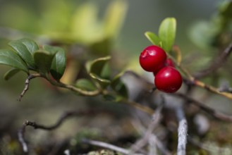 Ripe red shiny cranberries (Vaccinium vitis-idaea), forest, Sweden