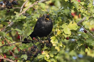 Eurasian blackbird (Turdus merula) adult male bird feeding on a blackberry in a hedgerow in the