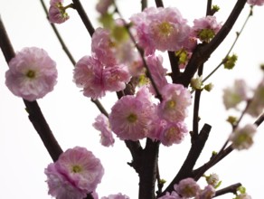 Almond branch with flowers (Prunus triloba) against white background