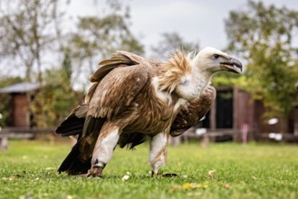 A vulture stands in a green field against a natural background with trees and aviary, The Griffon