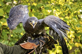 Eagle with open beak and spread wings on a branch surrounded by leaves, The steppe eagle (Aquila