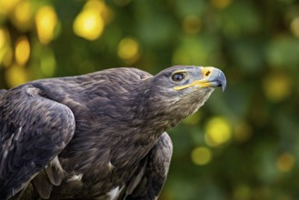 Close-up of an eagle looking into the distance with blurred green-yellow background, The Steppe
