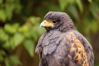 Close-up of a raptor with intense gaze and bright orange-gold eyes surrounded by green vegetation,