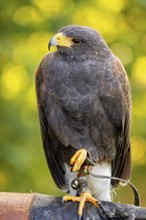 A majestic bird of prey sits attentively, with a sharp yellow beak and dark plumage against a