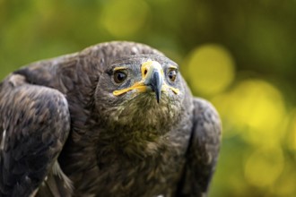 Close-up eagle with straight gaze and blurred background in shades of green, The Steppe Eagle