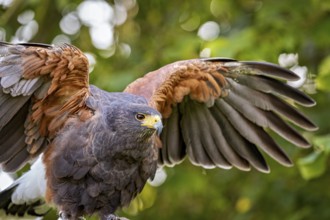 A bird of prey spreads its large, powerful wings in the middle of a green forest and shows its