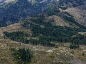 Logging, clearing, clearcut, timber industry, logging, mountain landscape, aerial view, autumn,