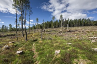 Cleared forest area, forestry, timber trade, near Sunne, Sweden