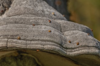 Mushroom grows on the bark of an old tree in a green forest. The sun shines through the leaves and