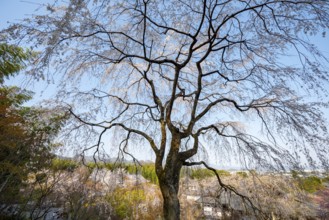 Blooming cherry trees Sogenchi Teien Japanese Garden, Tenryu-ji, Zen Buddhist temple complex,