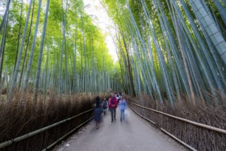 Visitors on their way through bamboo forest, motion blur, long exposure, towering bamboo stems in