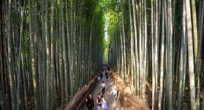 Visitors on their way through bamboo forest, towering bamboo trunks in Arashiyama bamboo forest,