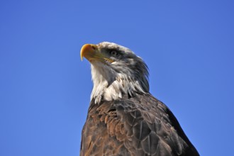 Bald eagle (Haliaeetus leucocephalus) against blue sky, public air show, Cologne, North