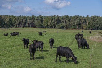 Young water buffaloes (Bubalus arnee) in the willow, Darß, Mecklenburg-Western Pomerania, Germany