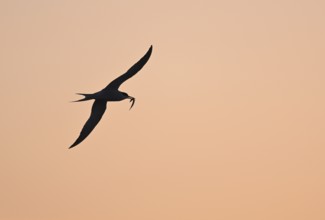 Flying common tern (Sterna hirundo) in the evening light, Texel, North Holland, the Netherlands