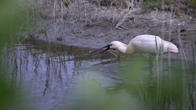 Spoonbill (Platalea leucorodia) looking for food in shallow water with drops of water in its open