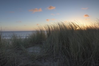 Dune landscape with beach grass on the North Sea, Texel, North Holland, Netherlands