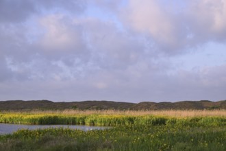Blooming marsh iris (Iris peudacorus) in the wetland in dune landscape, Texel, North Holland, the