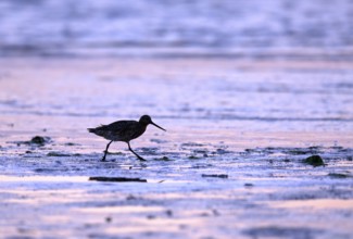 Pod-tailed woodcock (Limosa lapponica) in backlight on the beach, Texel, North Holland, the