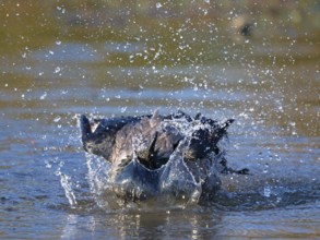 Bathing Hooded Crow (Corvus cornix), Berlin, Germany