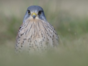Portrait of a male Common Kestrel (Falco tinnunculus), Berlin, Germany