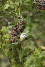 Blue tit (Cyanistes caeruleus) adult bird in a hedgerow feeding on blackberries in summer, England,